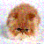 :iconaltahoorb:
