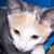 :iconaltair-malik: