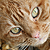 :iconaltar-nate: