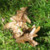 :iconalternatingcamera: