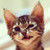 :iconalucardrex: