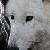 :iconaluciathewolf: