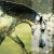 :iconaluminedesigns: