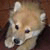 :iconalvit: