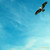 :iconaly-cat-art: