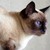 :iconaly-cat-nya: