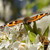 :iconalyn-tiger:
