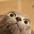 :iconalysiasonas: