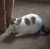 Alyssa-The-Cat :iconalyssa-the-cat: