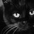 :iconalyssaatkinson: