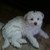 :iconalyssaverduzco0909: