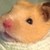 :iconalystarx: