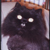 :iconamadeusthecatplz: