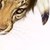 :iconamago-mango: