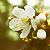 :iconamai-shojo: