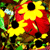 :iconamandaissnazzy:
