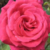 :iconamanshamrad: