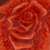 :iconamara-nitesh: