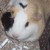 :iconamarantha-papas: