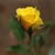 :iconamaranthhart: