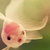 :iconamaranthineday: