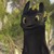 :iconamaranthtears:
