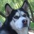 :iconamarokwolf:
