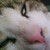 :iconamarotob: