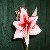 :iconamaryllis000: