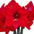 :iconamaryllishippeastrum: