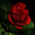 :iconamazedbyhiscreations:
