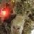 :iconamazing-goatman: