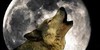 :iconamazing-wolf:
