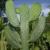 :iconamazinghumancactus:
