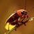 :iconamberfrfly: