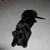 :iconamberjeweldart: