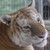 :iconamberlily-sarafina: