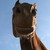:iconamberluna01: