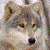 :iconamberwolf874: