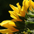 :iconambiancevisuals: