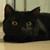 :iconamboozled: