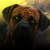 :iconambrvan: