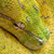 :iconambushreptiles: