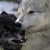 :iconameelwolfe: