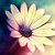 :iconamel-alaboodi: