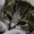 :iconamelie-cat: