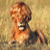 :iconameliorator: