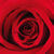 :iconamenthes-amaterasu:
