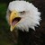 :iconamericatheawesome: