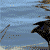 :iconamers4582: